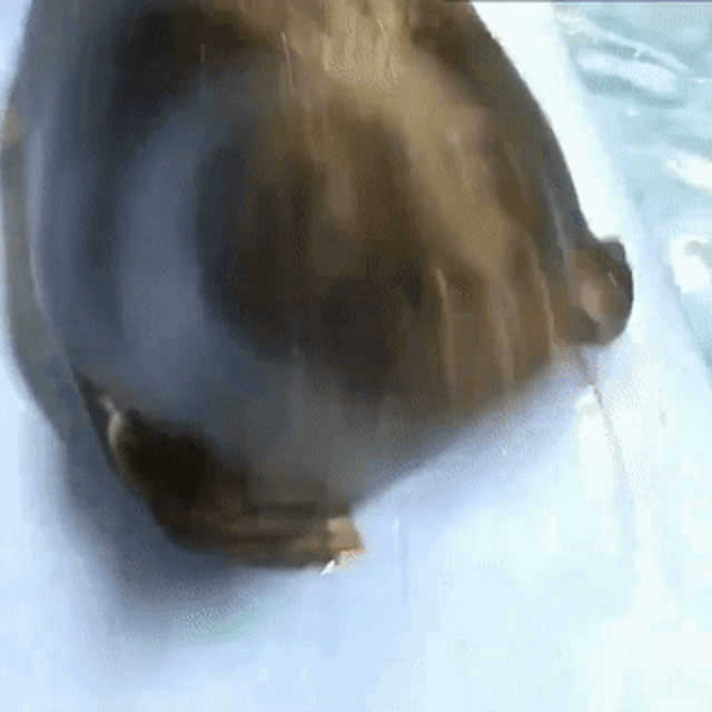 [Image: seal-baikal.gif]